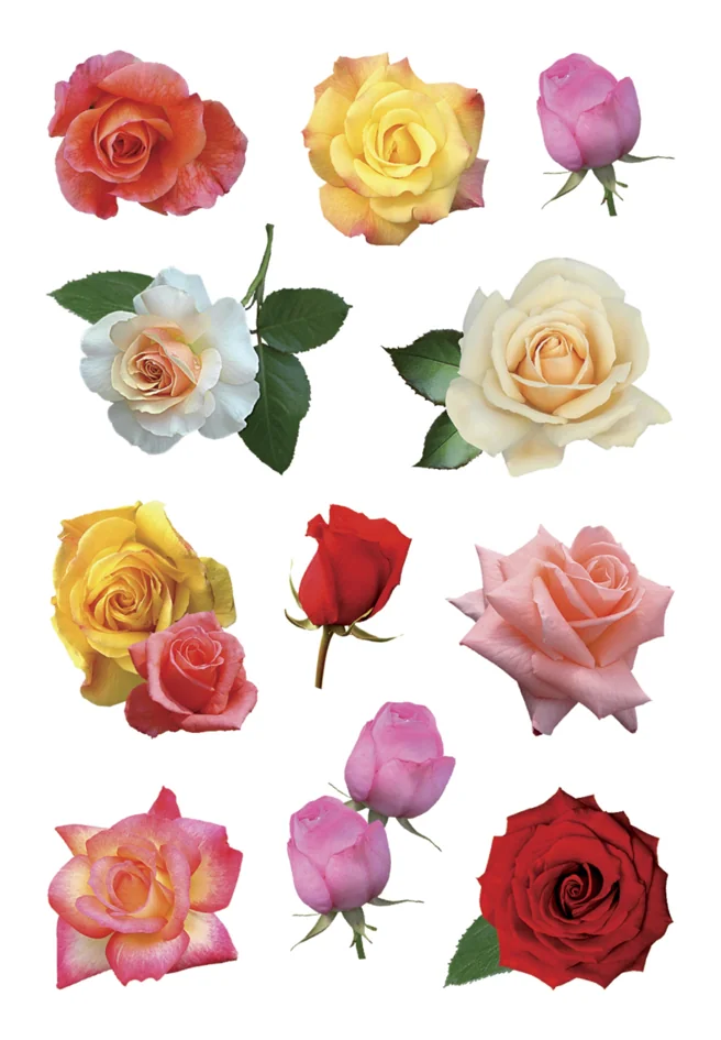 HERMA Sticker DECOR 'Roses'