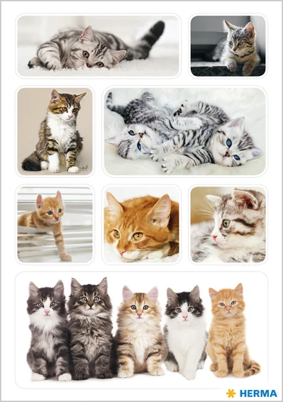 HERMA Autocollants DECOR 'Photos de chats'