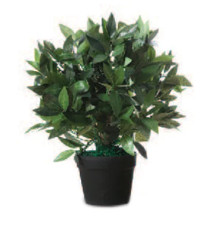 PAPERFLOW Plante artificielle 'Laurier', hauteur : 500 mm