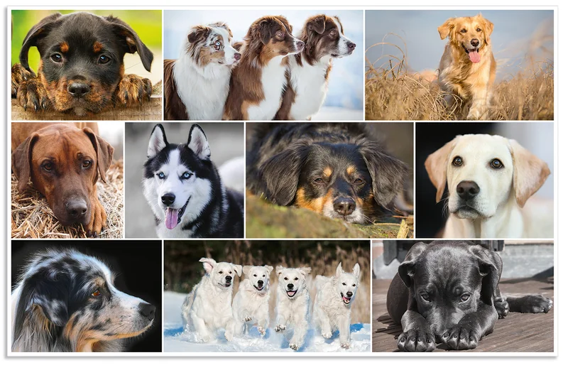 HERMA Sous-main 'Chiens', (L)550 x (H)350 mm